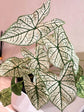 Caladium Thai White Keladi