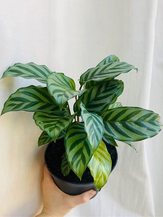 Calathea Concinna Freddie Plant or Calathea Leopardina, Zebra Plant, Prayer Plant,Calathe Faux Green with Dark Green Stripes on Frost Green coloured leaves