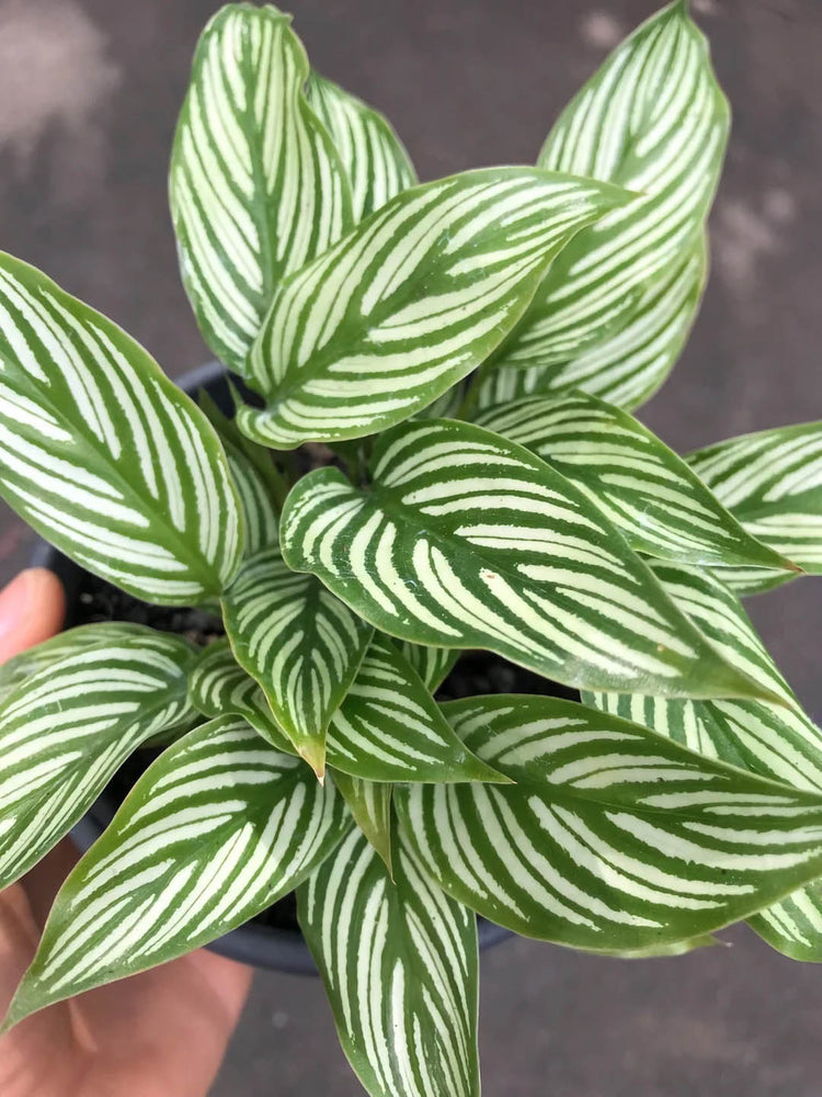 Calathea Elliptica Vittata 