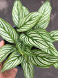 Calathea Elliptica Vittata 