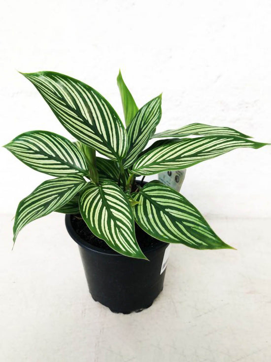 Calathea Elliptica Vittata Plant or Calathea Vittata Prayer Plant with Green, White coloured leaves