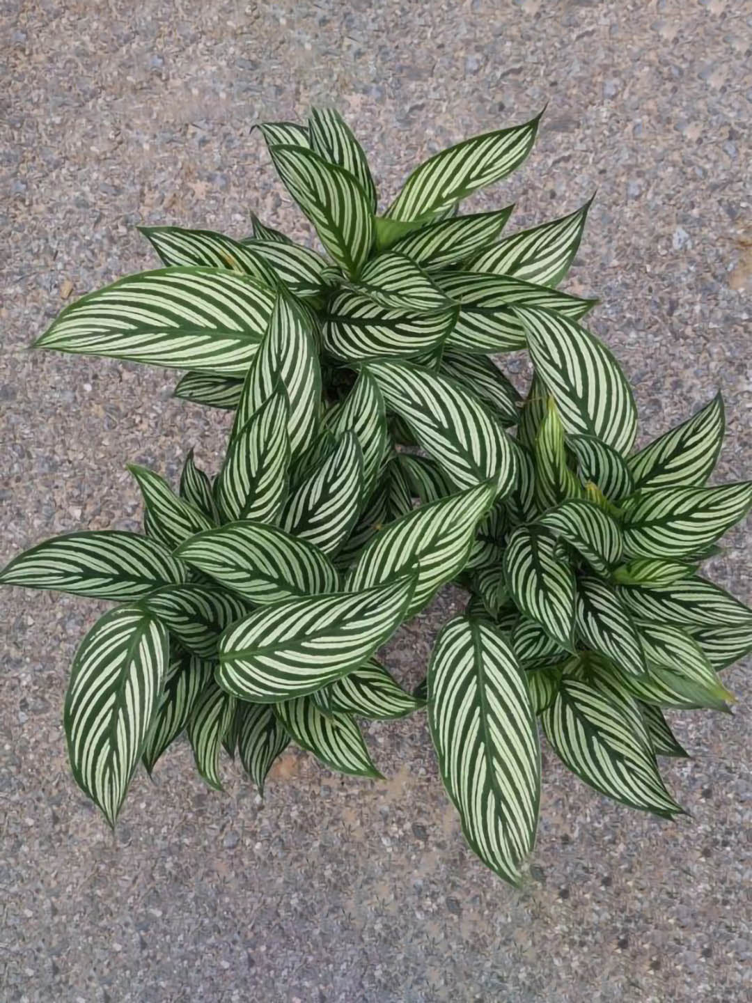 Calathea Elliptica Vittata 
