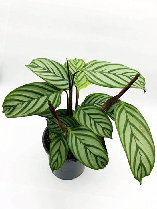 Calathea Compact Star Setosa Plant or Never-Never Plant, Fishbone Prayer Plant with Green, Red-Purple, White coloured leaves