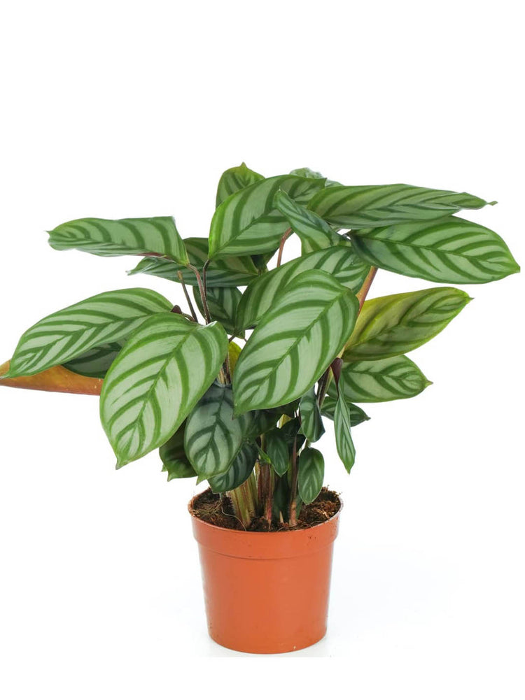 Calathea Compact Star Setosa 