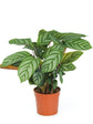 Calathea Compact Star Setosa 
