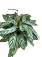 Calathea Compact Star Setosa 