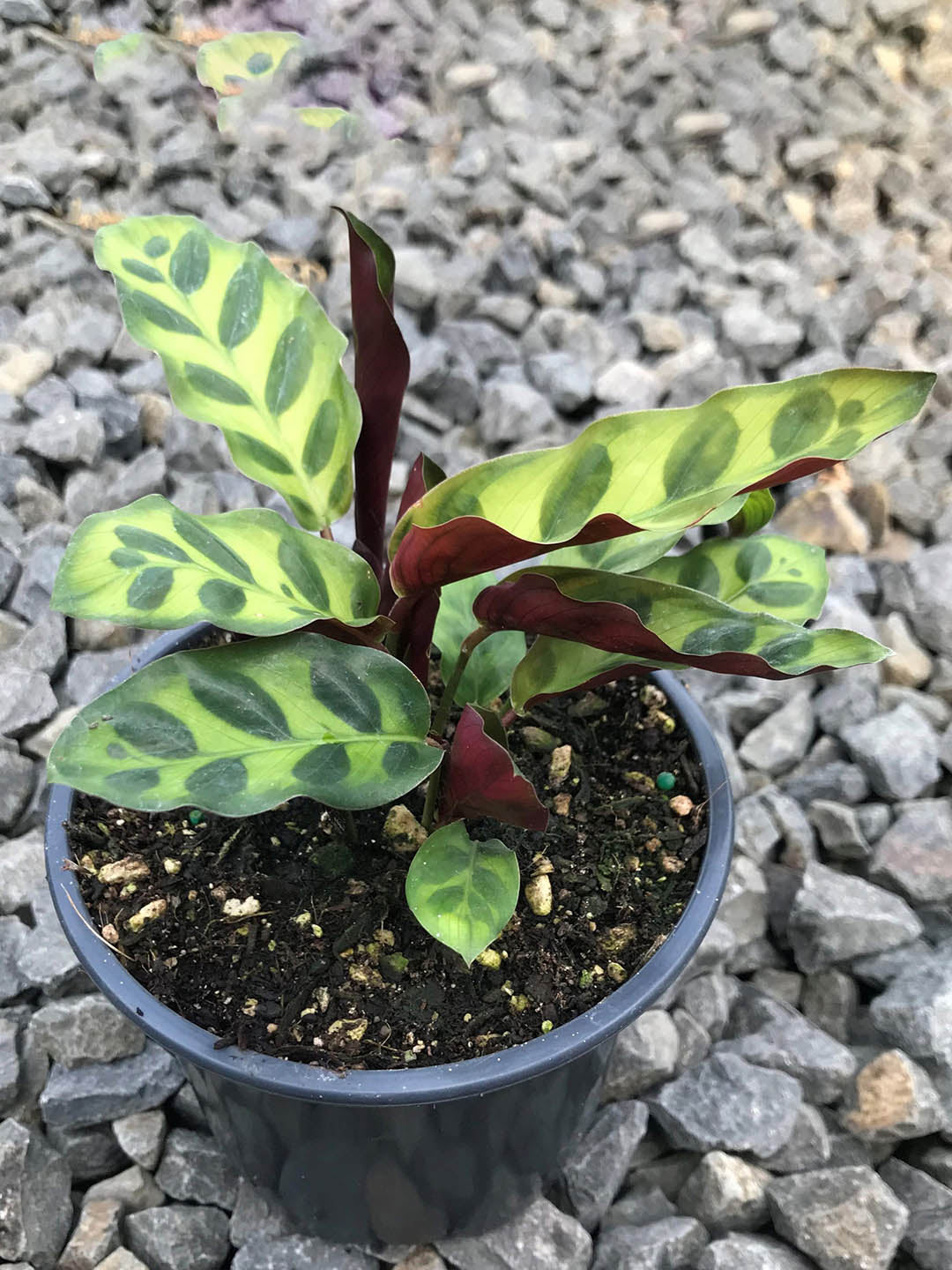 Calathea Rattlesnake Plant or Calathea Lancifolia with Dark Green Stripes on Green coloured leaves