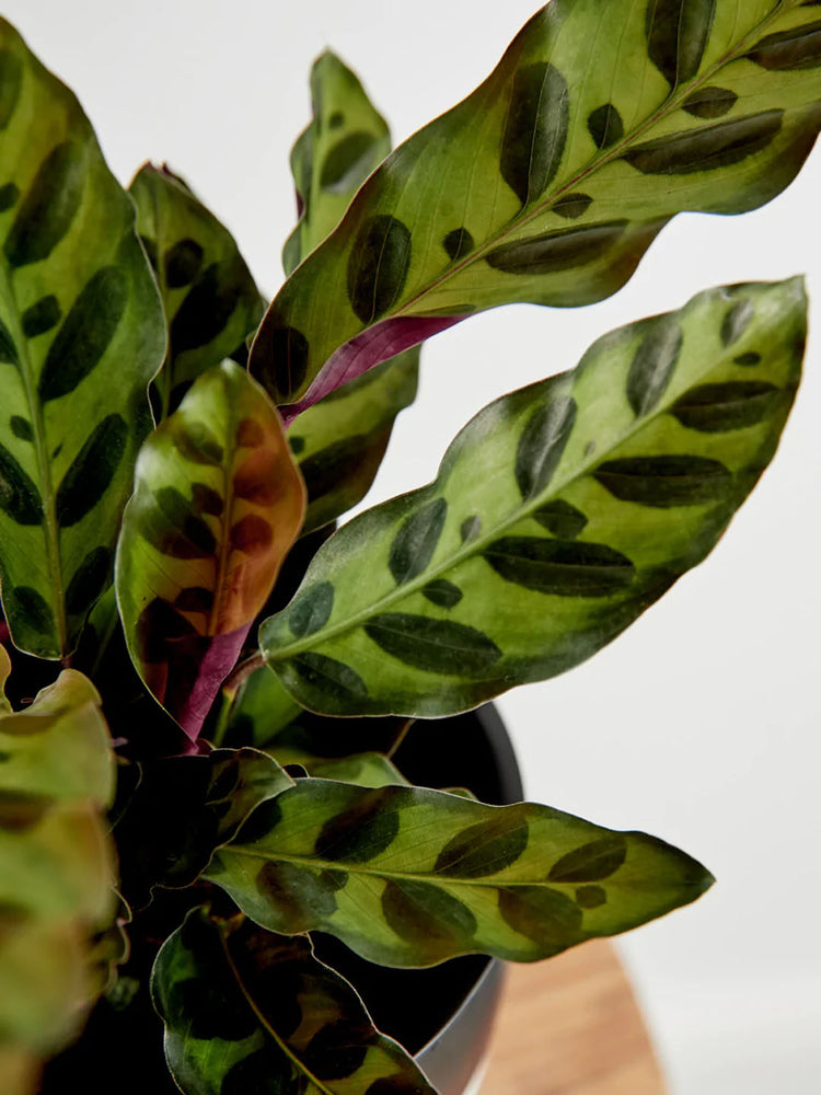 Calathea Rattlesnake