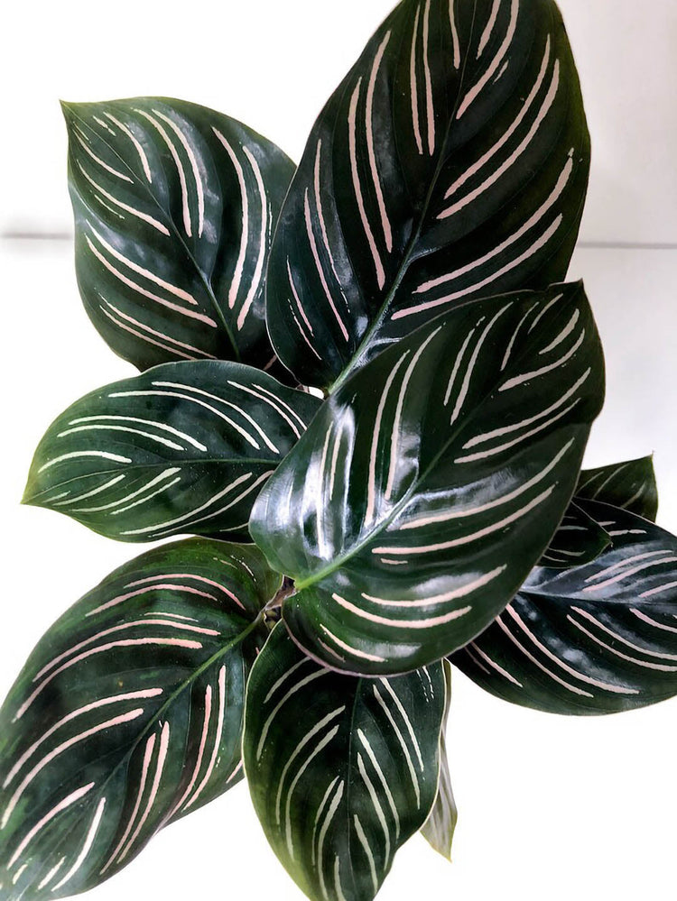 Calathea Beauty Star Plant or Prayer Plant with Dark Green, Silver, White coloured leaves