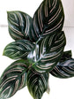 Calathea Beauty Star Plant or Prayer Plant with Dark Green, Silver, White coloured leaves