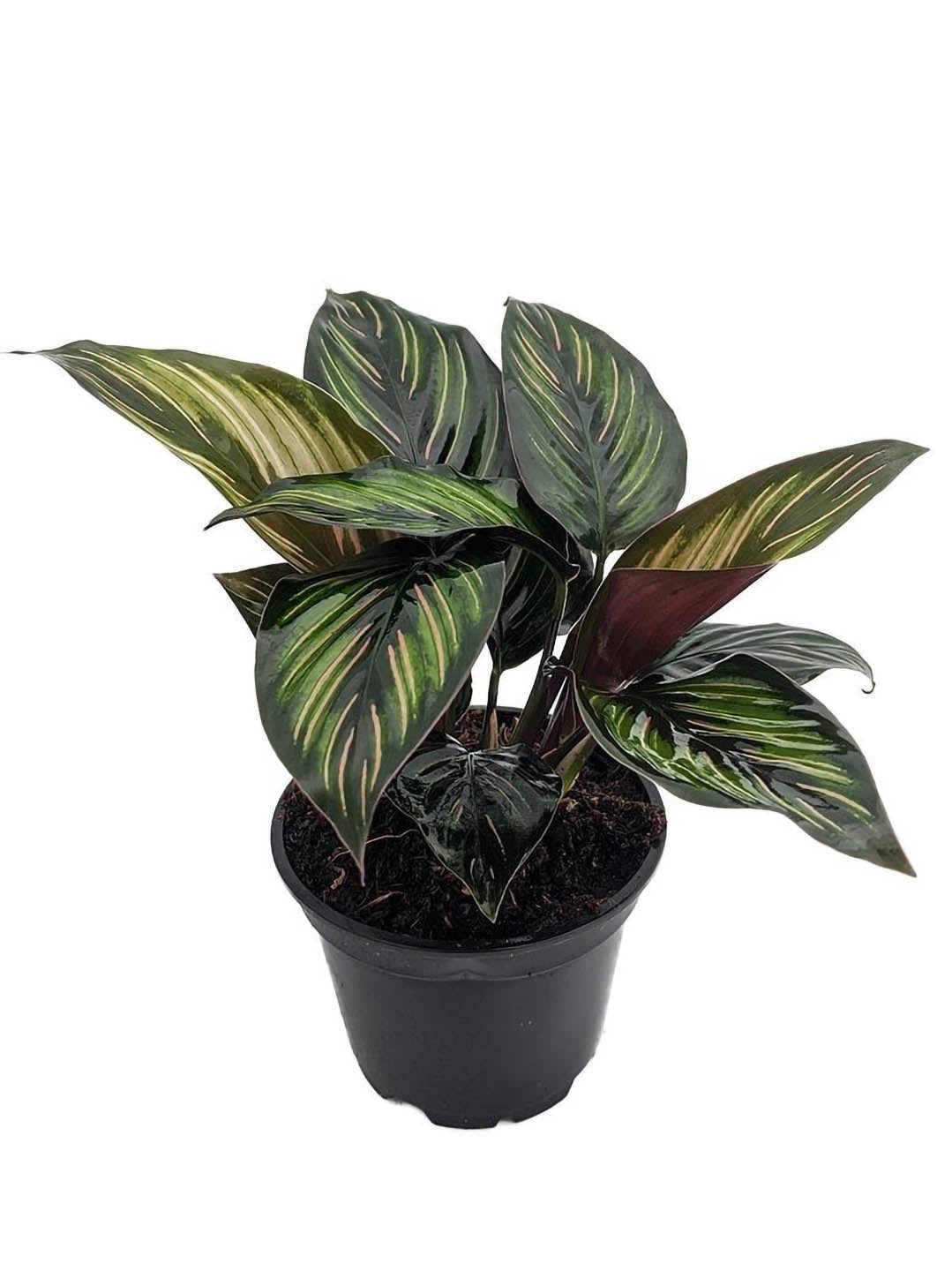 Calathea Beauty Star