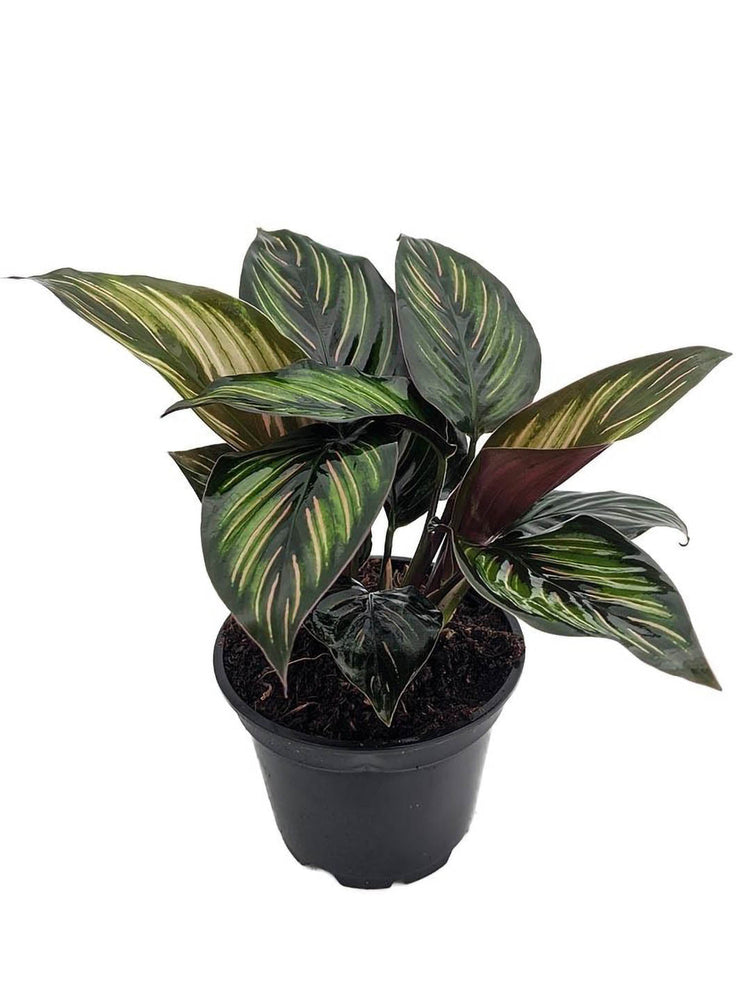 Calathea Beauty Star