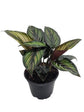 Calathea Beauty Star
