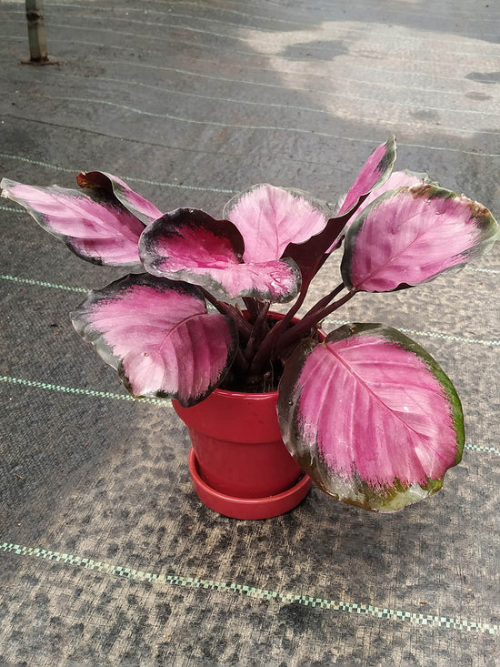 Calathea Roseopicta Purple Plant or Prayer Plant with Black border on purple coloured leaves