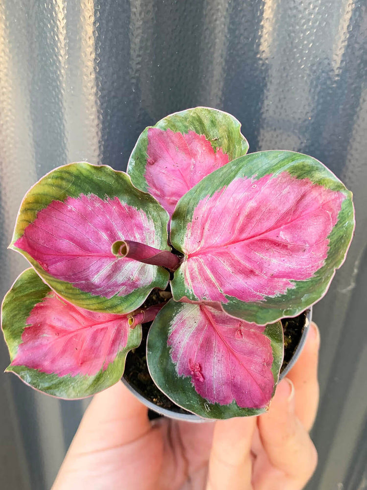 Calathea Roseopicta Purple