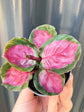 Calathea Roseopicta Purple