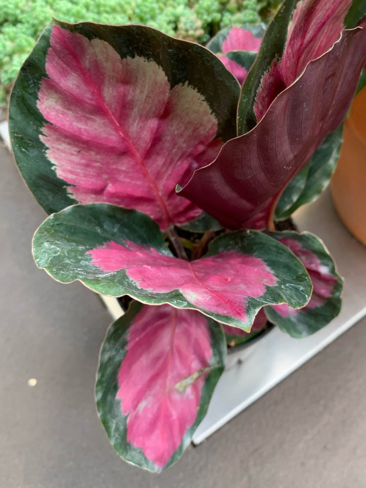 Calathea Roseopicta Purple