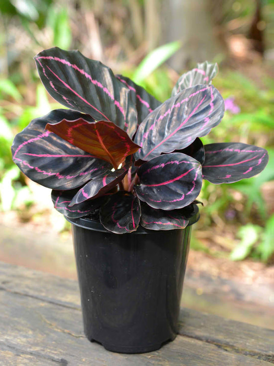 Calathea Roseopicta Dottie Plant or Calathea Black Lipstick with Pink Veins on Black coloured leaves