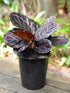 Calathea Roseopicta Dottie Plant or Calathea Black Lipstick with Pink Veins on Black coloured leaves