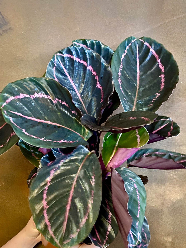 Calathea Roseopicta Dottie 