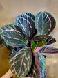 Calathea Roseopicta Dottie 
