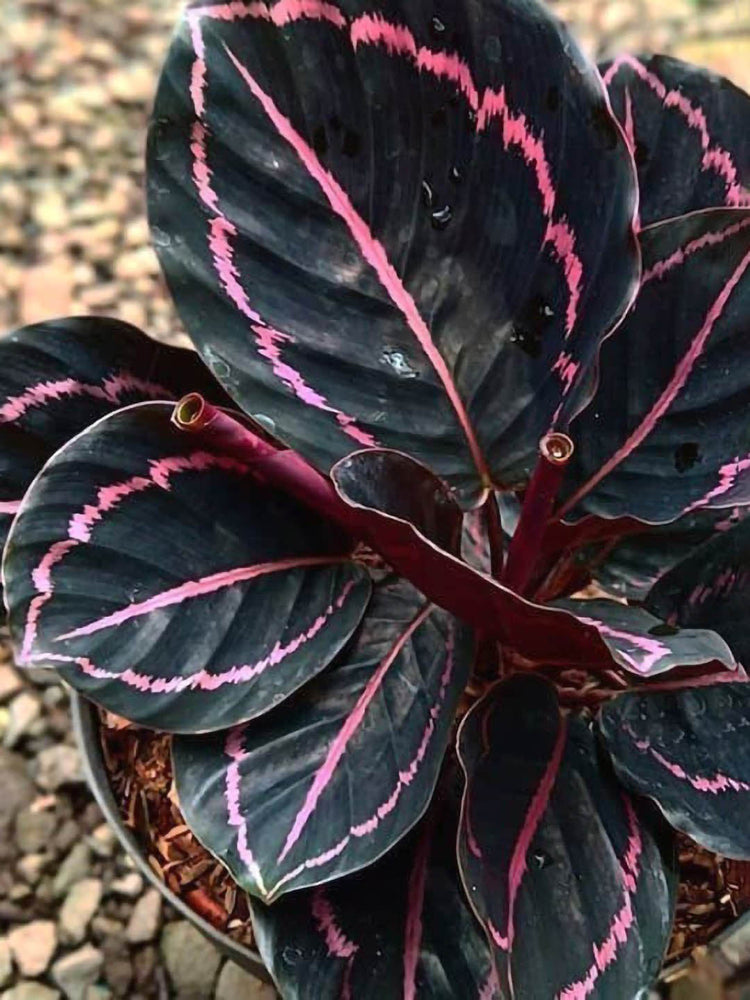 Calathea Varieties