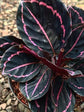 Calathea Roseopicta Dottie 