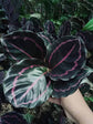 Calathea Roseopicta Dottie 