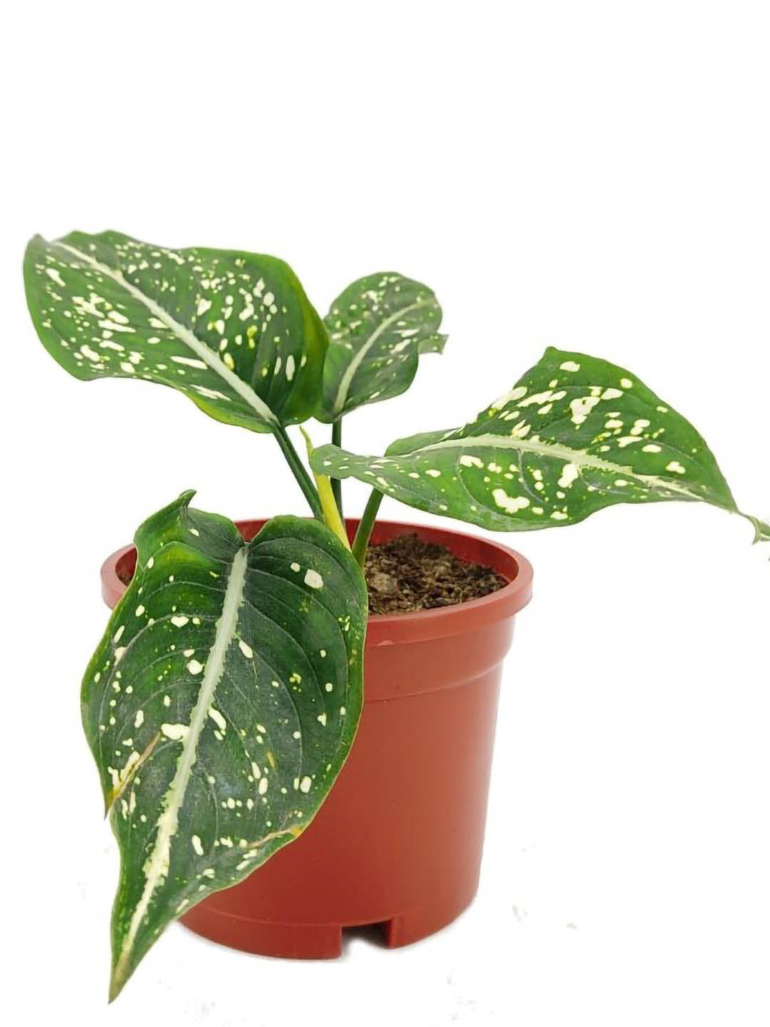 Aglaonema Costatum Plant or Spotted Evergreen, Chinese Evergreen with Dark green with white spots coloured leaves