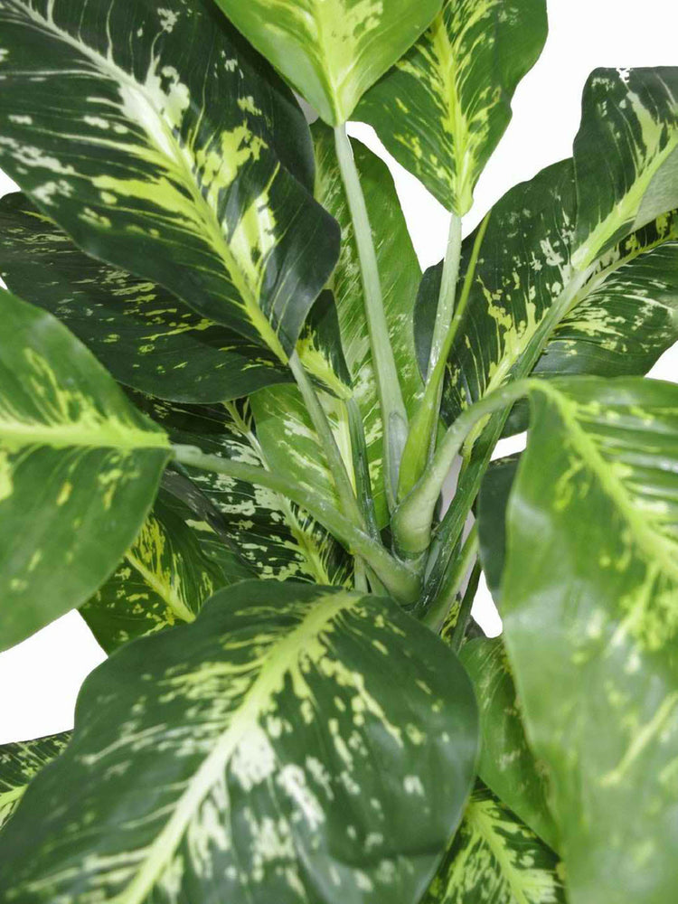 Aglaonema Costatum