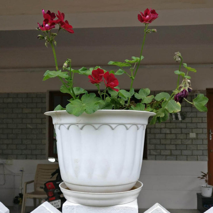 Jasmine Pot with Bottom Tray 10 "
