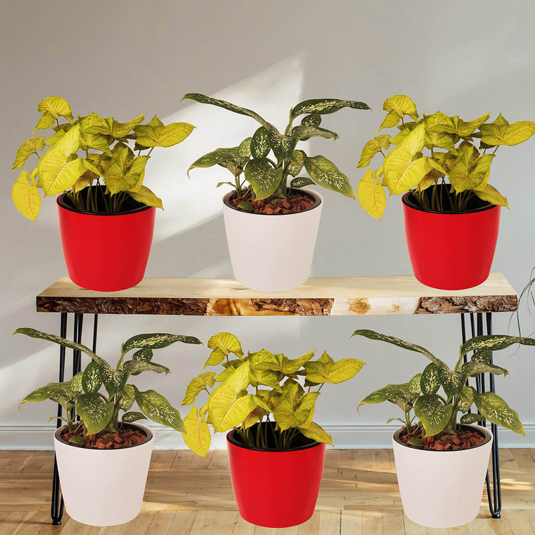 u shaped plant pot 10 " Self Watering U-Shape Plant Pot – Potclay