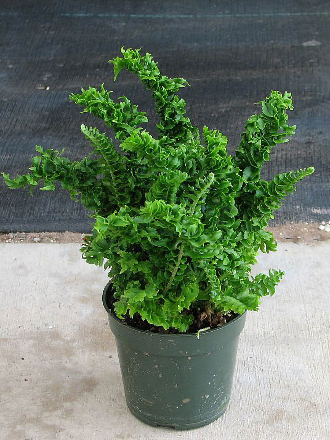Nephrolepis Exaltata Emina Green Plant or Crinkle Fern with Dark Green coloured leaves