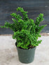 Nephrolepis Exaltata Emina Green Plant or Crinkle Fern with Dark Green coloured leaves