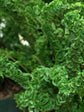Nephrolepis Exaltata Emina Green 