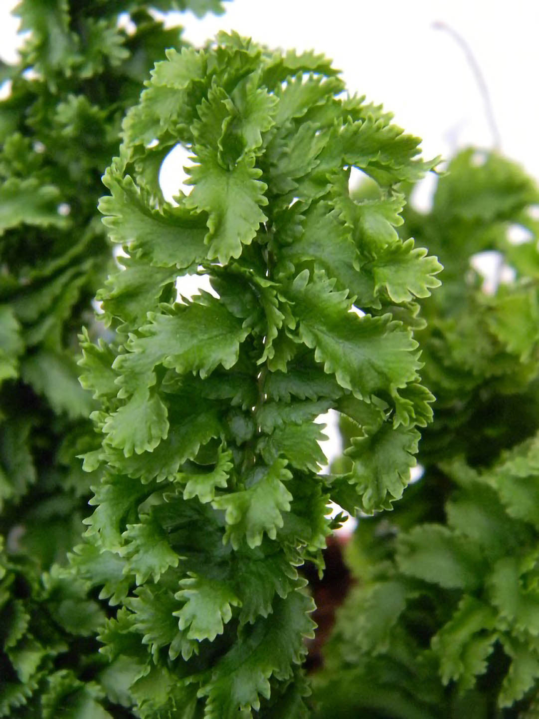 Nephrolepis Exaltata Emina Green 