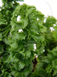 Nephrolepis Exaltata Emina Green 
