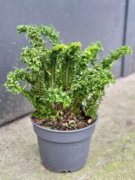 Nephrolepis Exaltata Emina Golden Plant or Crinkle Fern with Lime Green coloured leaves