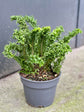 Nephrolepis Exaltata Emina Golden Plant or Crinkle Fern with Lime Green coloured leaves