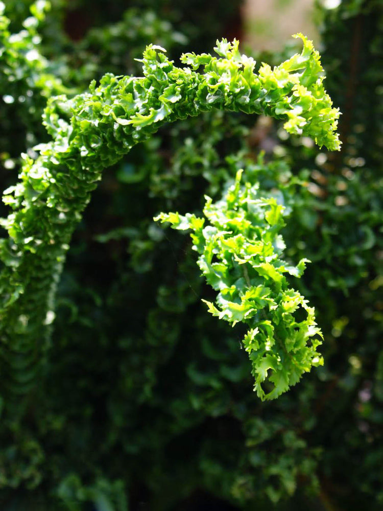 Nephrolepis Exaltata Emina Golden 