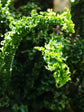 Nephrolepis Exaltata Emina Golden 