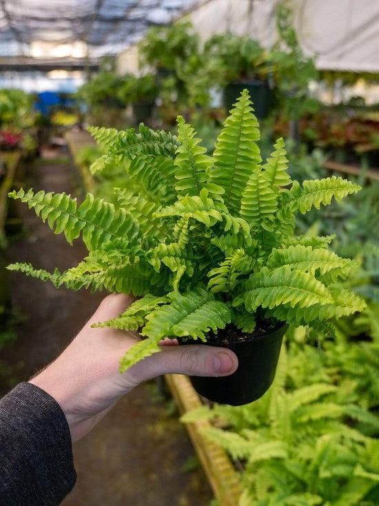Nephrolepis Exaltata Compacta Plant or Boston Compacta with Green coloured leaves