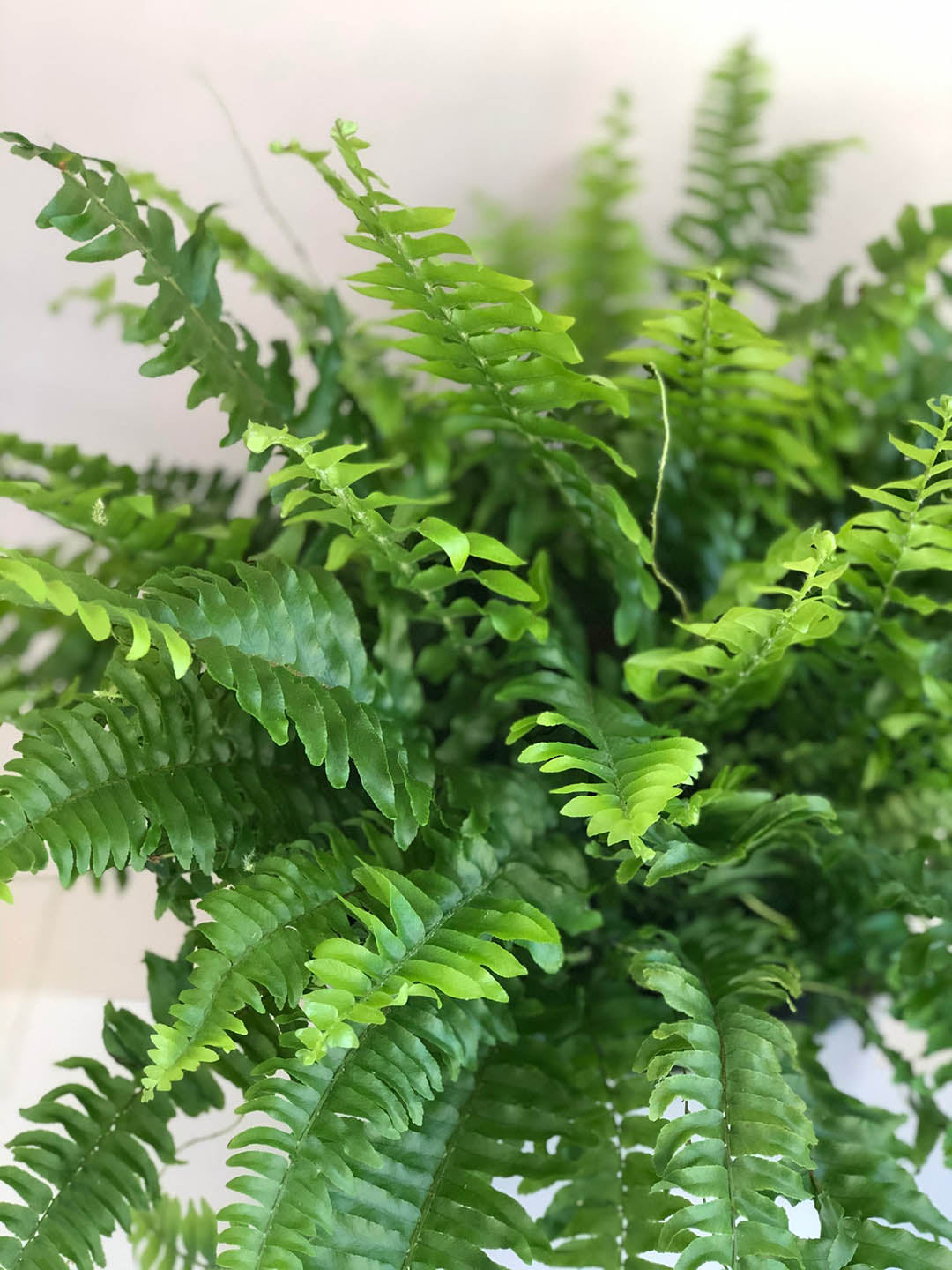 Nephrolepis Exaltata Compacta 