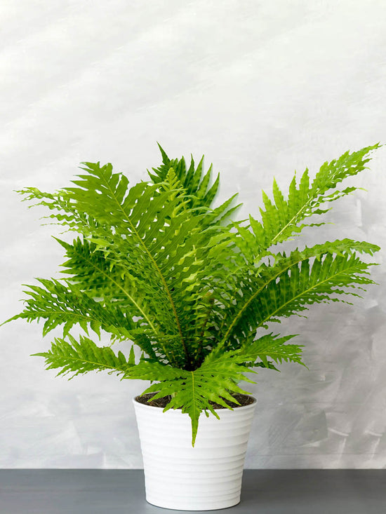 Oceaniopteris Gibba Plant or Dwarf Tree Fern, Blechnum gibbum with Green coloured leaves