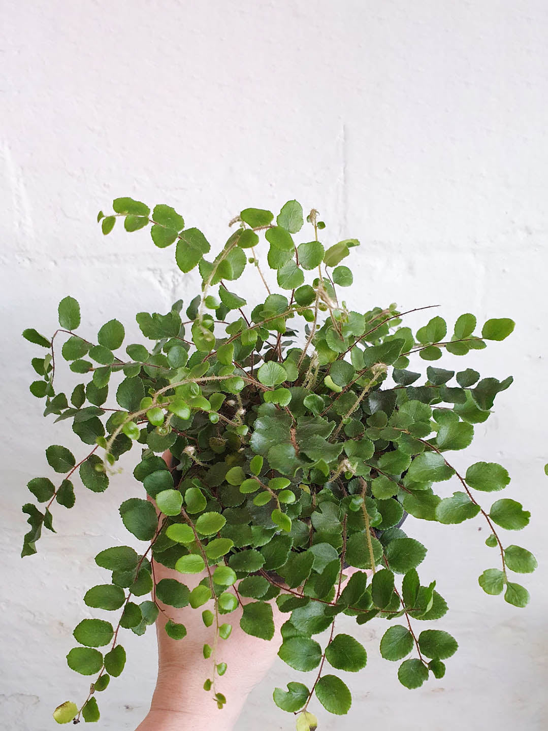 Pellaea Rotundifolia