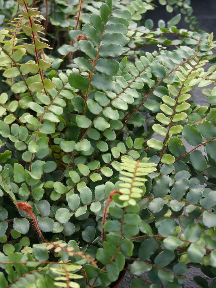 Pellaea Rotundifolia