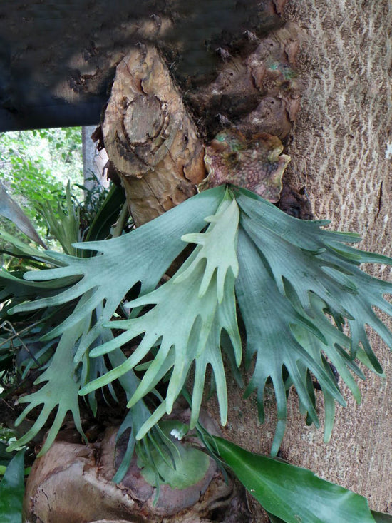 Platycerium Bifurcatum Plant or Staghorn Fern, Elkhorn Fern with Green coloured leaves