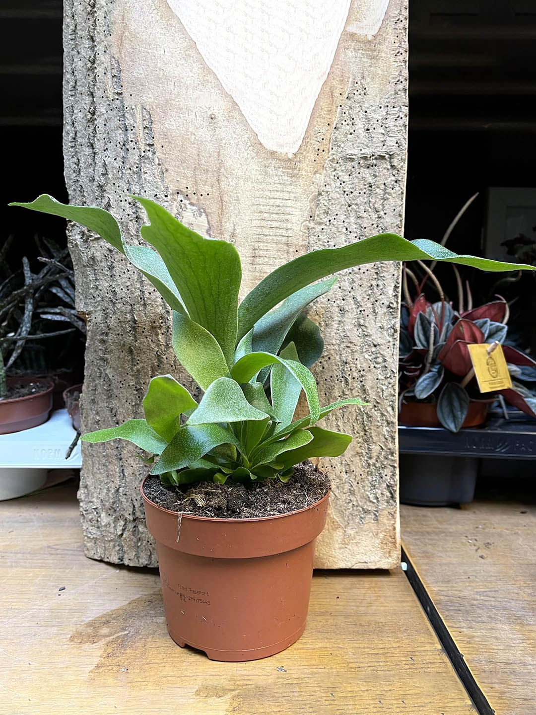 Platycerium Bifurcatum