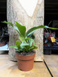 Platycerium Bifurcatum