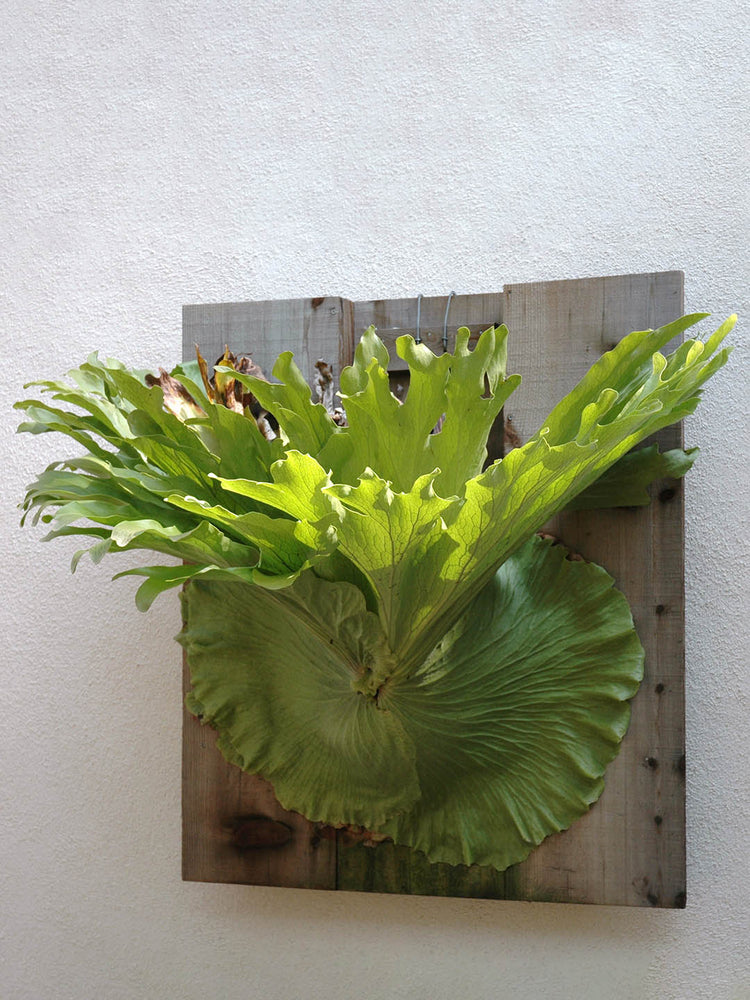 Platycerium Bifurcatum